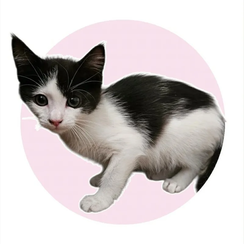 A baby small-sized female Black & White / Tuxedo Domestic Short Hair cat named Cleo for adoption in Albuquerque, NM