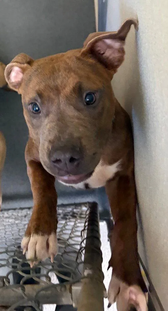 A young medium-sized female Pit Bull Terrier dog named PR  Toph for adoption in Glen Allen, VA