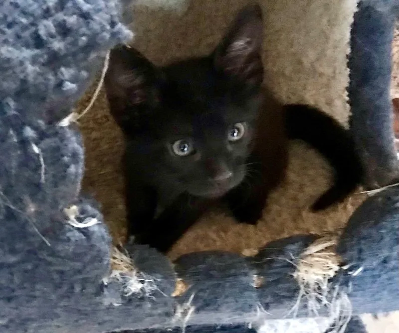 A baby medium-sized male Domestic Short Hair cat named Morgan for adoption in San Antonio, TX