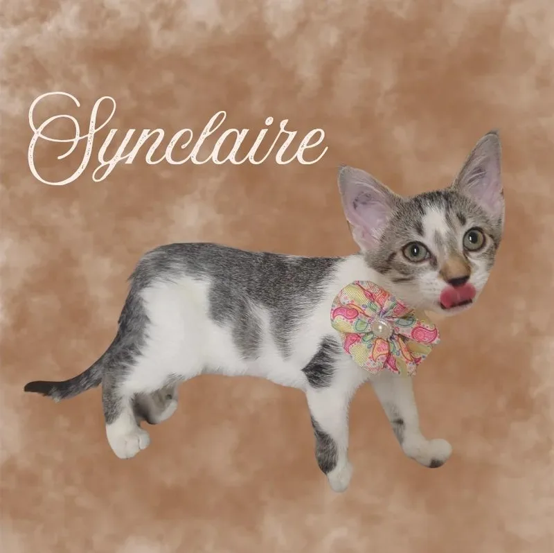A baby medium-sized female Domestic Short Hair cat named Synclaire for adoption in Mountain Home, AR