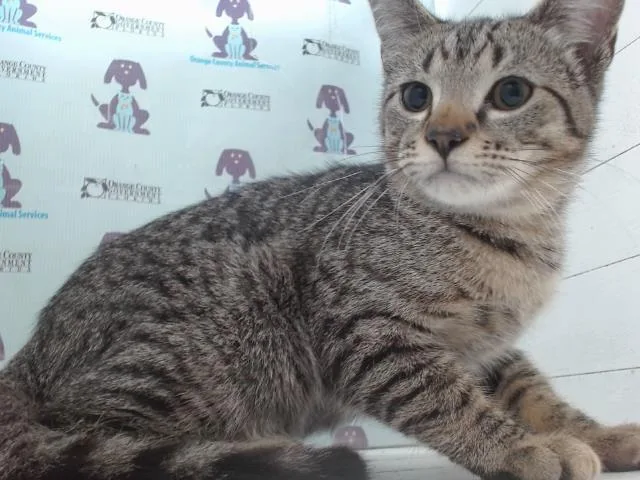 A baby small-sized male Domestic Short Hair cat named Toby for adoption in Orlando, FL