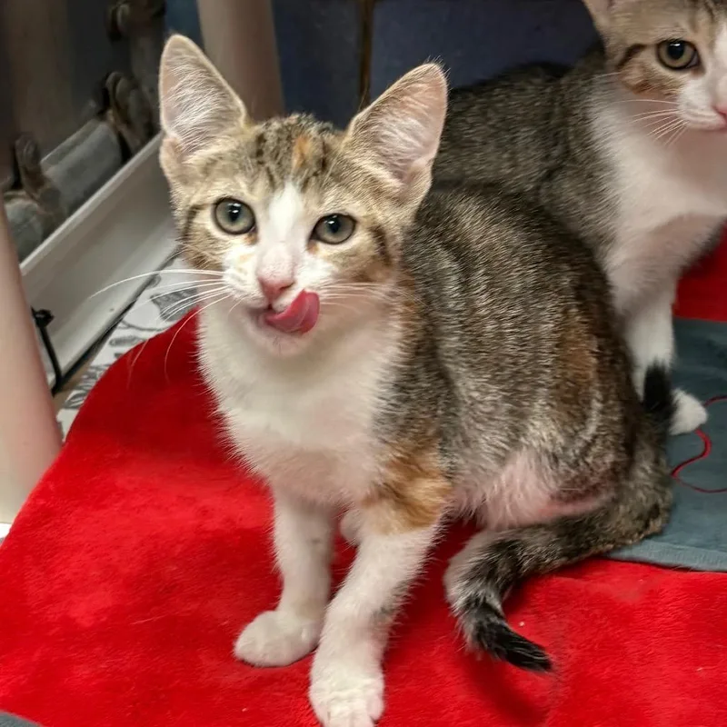 A baby small-sized female Brown / Chocolate Domestic Short Hair cat named Sunny for adoption in New York, NY