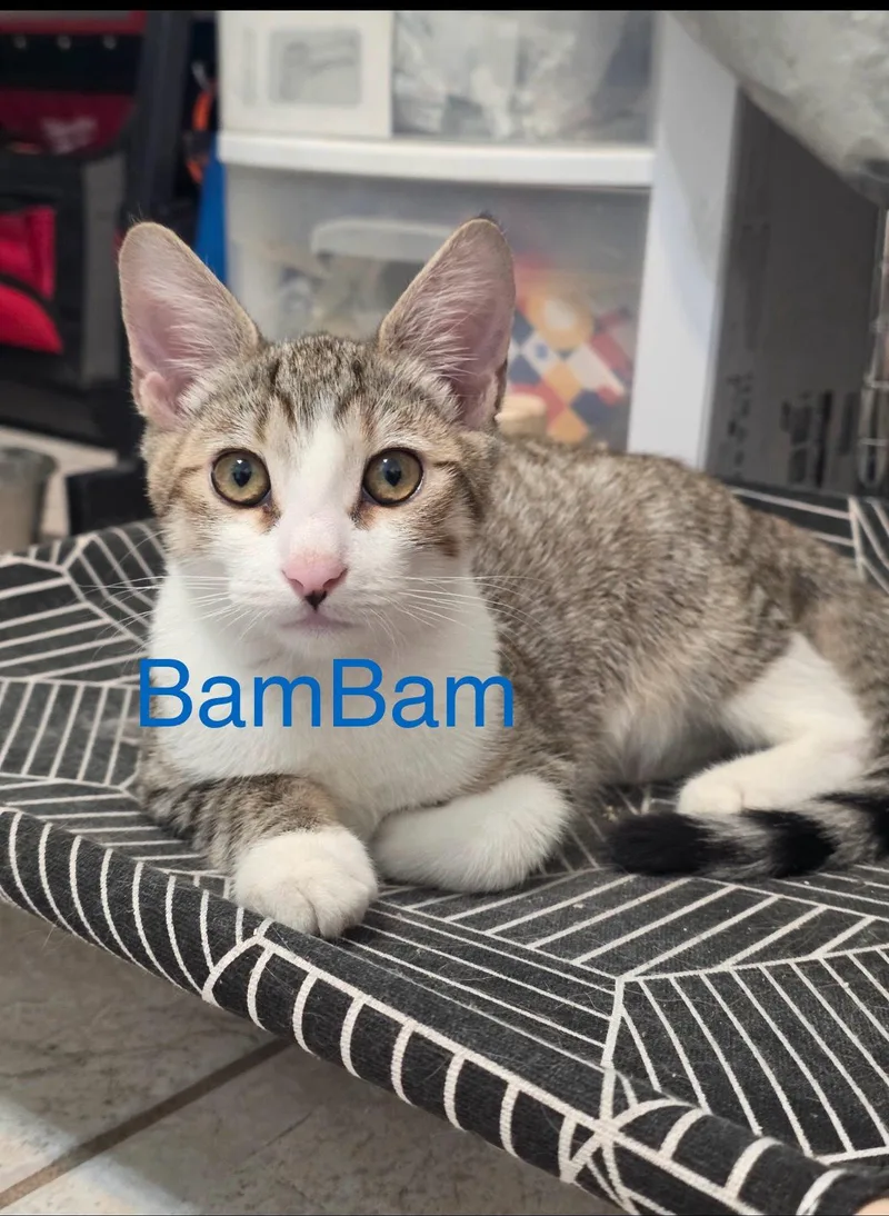 A young small-sized male Tabby cat named BamBam for adoption in Tucson, AZ
