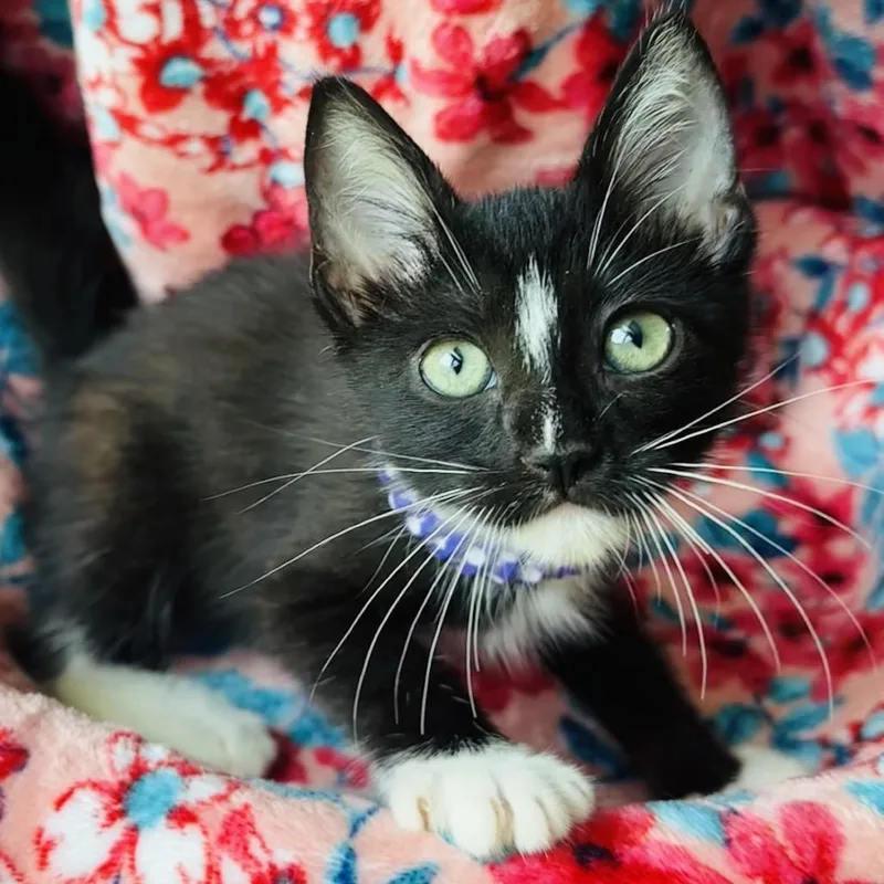 A baby small-sized female Black Domestic Short Hair cat named Anora for adoption in Santa Fe, TX