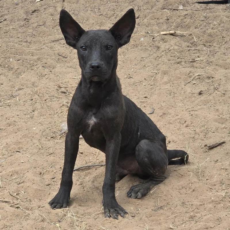 A baby medium-sized male Black Labrador Retriever dog named Frank Hardy for adoption in Norman, OK
