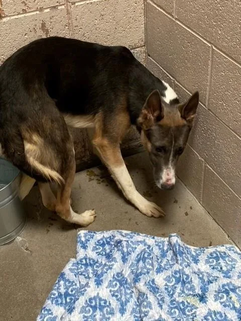 A young medium-sized male German Shepherd Dog dog named Goose for adoption in Albuquerque, NM