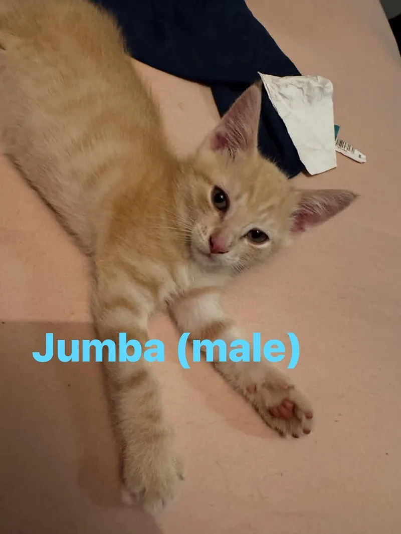 A baby medium-sized male Domestic Short Hair cat named Jumba for adoption in Cowlesville, NY
