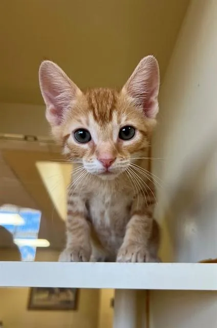 A baby small-sized male Domestic Short Hair cat named Sunny for adoption in Thousand Palms, CA