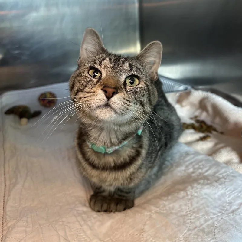 An adult medium-sized female Brown / Chocolate Domestic Short Hair cat named Katherine for adoption in Matteson, IL