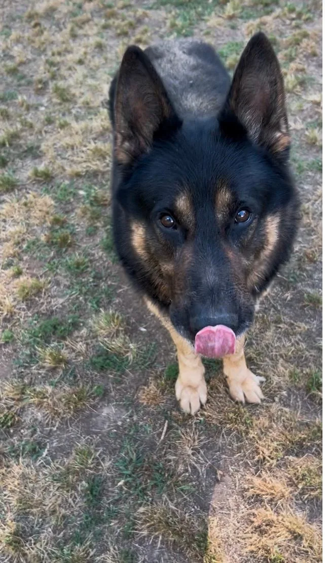 An adult large-sized male Bicolor German Shepherd Dog dog named Kash for adoption in Roswell, GA