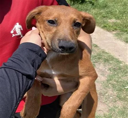 A baby small-sized female Mixed Breed dog named Cinnamon for adoption in Dallas, TX