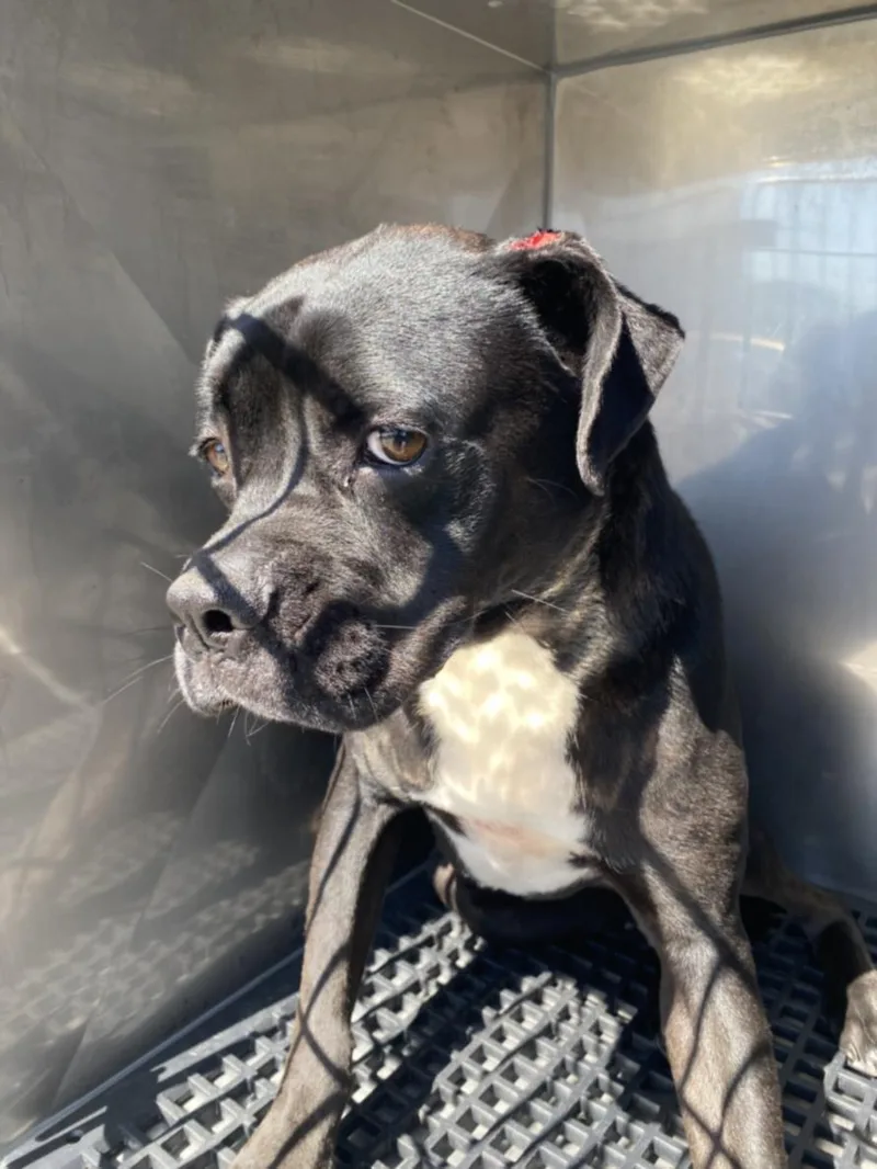 A young large-sized male Mixed Breed dog named Tank for adoption in Dallas, TX