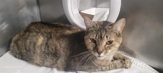 A young small-sized female Domestic Short Hair cat named Lola for adoption in Panama City, FL