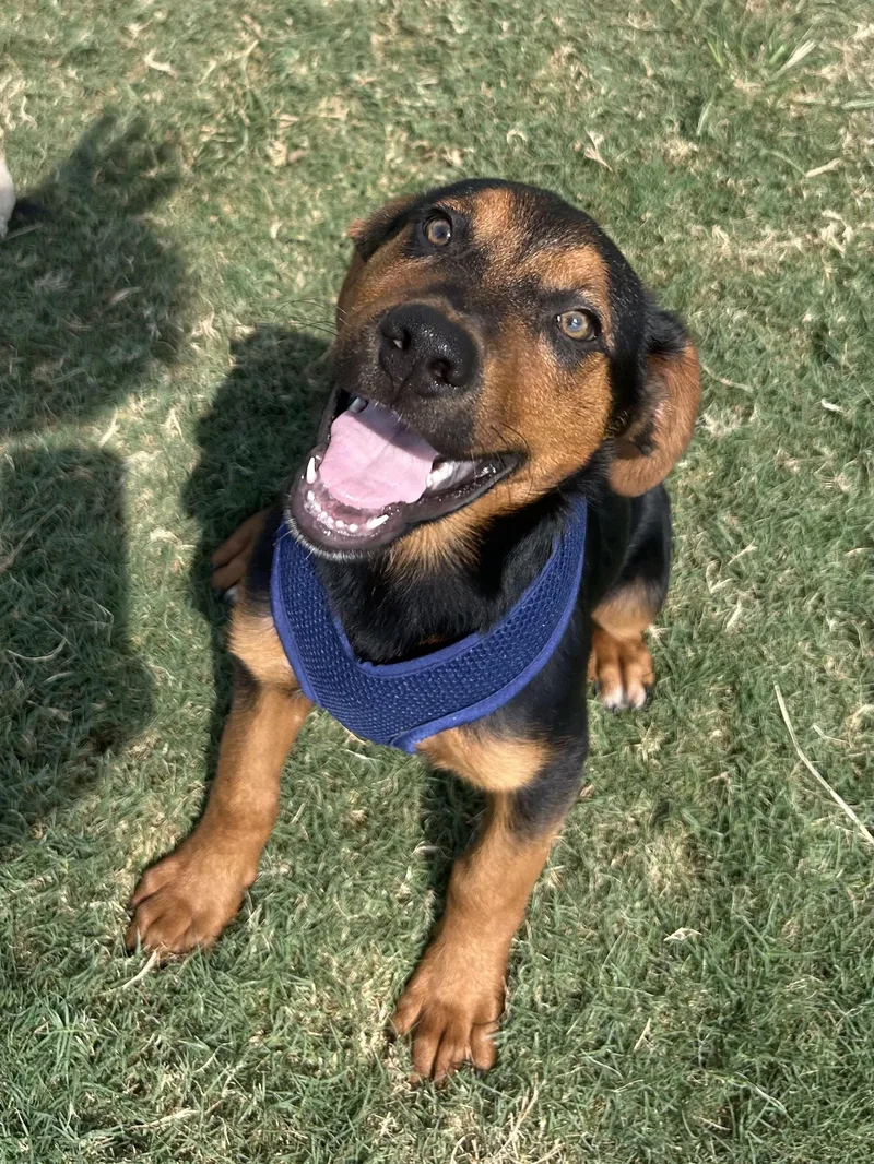 A baby medium-sized female Black Rottweiler dog named Ember for adoption in Siloam Springs, AR