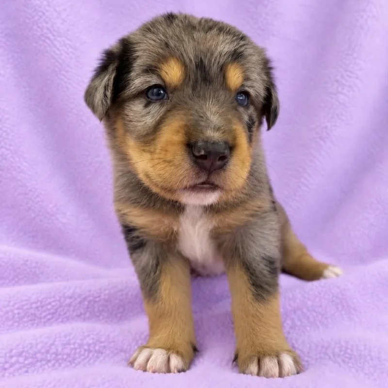 A baby medium-sized female German Shepherd Dog dog named Blossom for adoption in St. Peters, MO