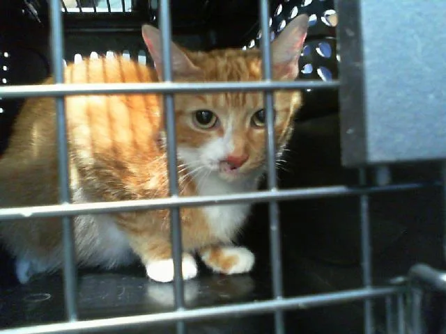 A young medium-sized female Domestic Short Hair cat named Courtney for adoption in Charlotte, NC
