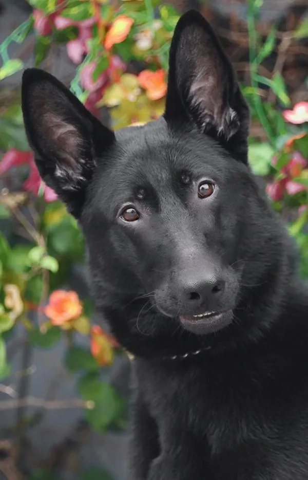 A young large-sized male Black German Shepherd Dog dog named Blake Von Berkatal for adoption in Los Angeles, CA