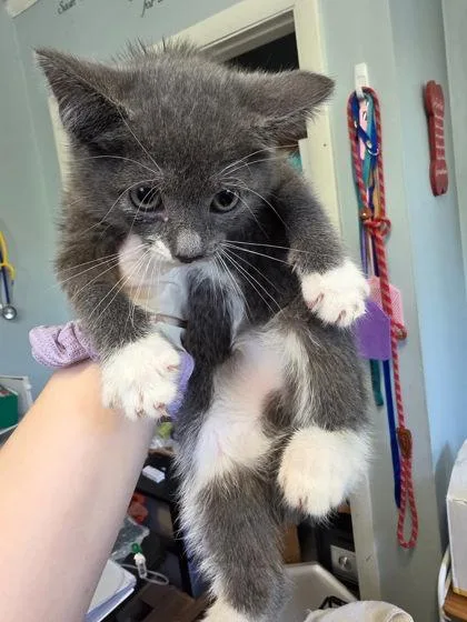 A baby small-sized male Domestic Medium Hair cat named Damian for adoption in West Chester, PA