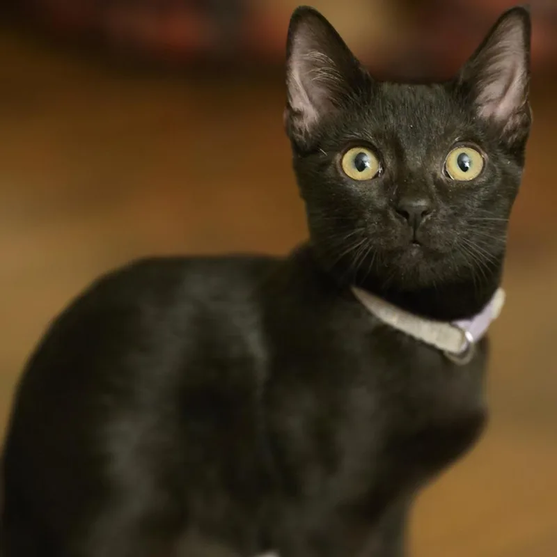 A baby small-sized female Black Domestic Short Hair cat named Rouex for adoption in Parkland, FL