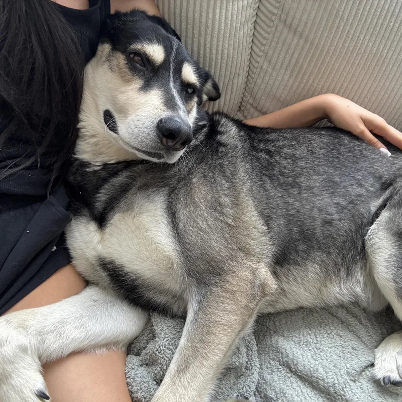 An adult large-sized male Gray / Blue / Silver Husky dog named Cooper for adoption in Van Nuys, CA