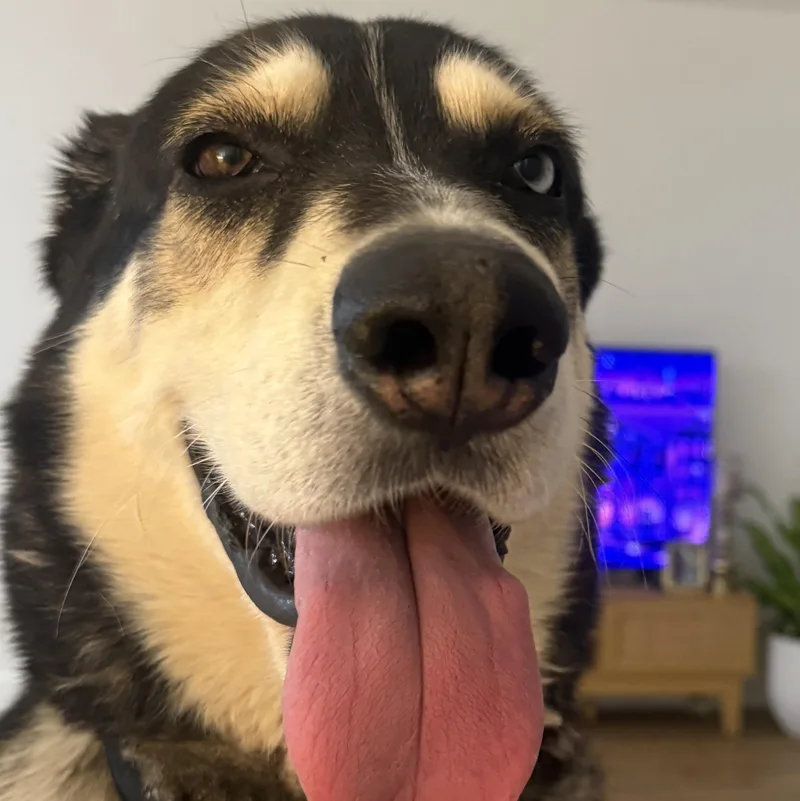 Cooper thumbnail 6