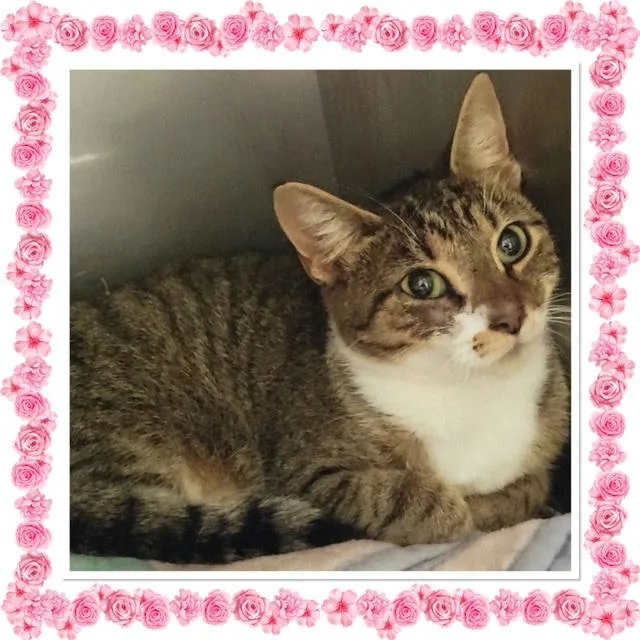 An adult small-sized female Tabby (Gray / Blue / Silver) Domestic Short Hair cat named Charms for adoption in Buckhannon, WV