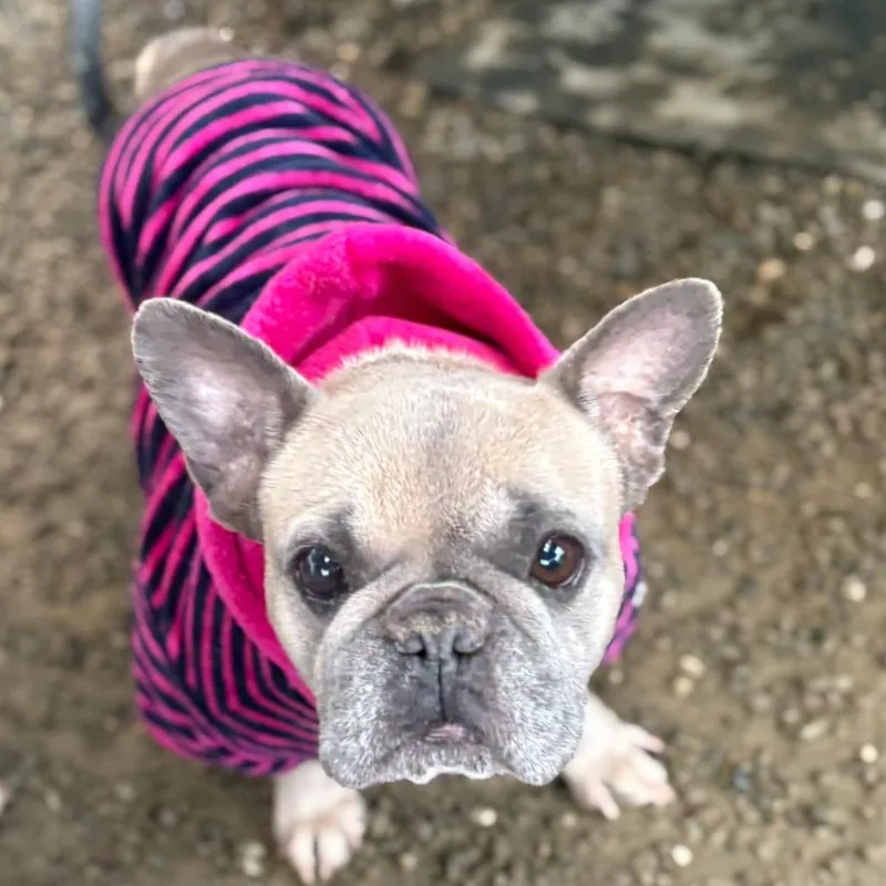 Sandra Dee thumbnail 3