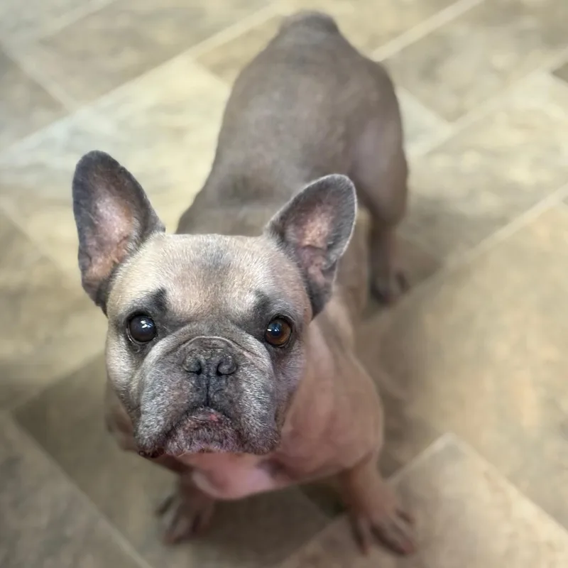 Sandra Dee thumbnail 4