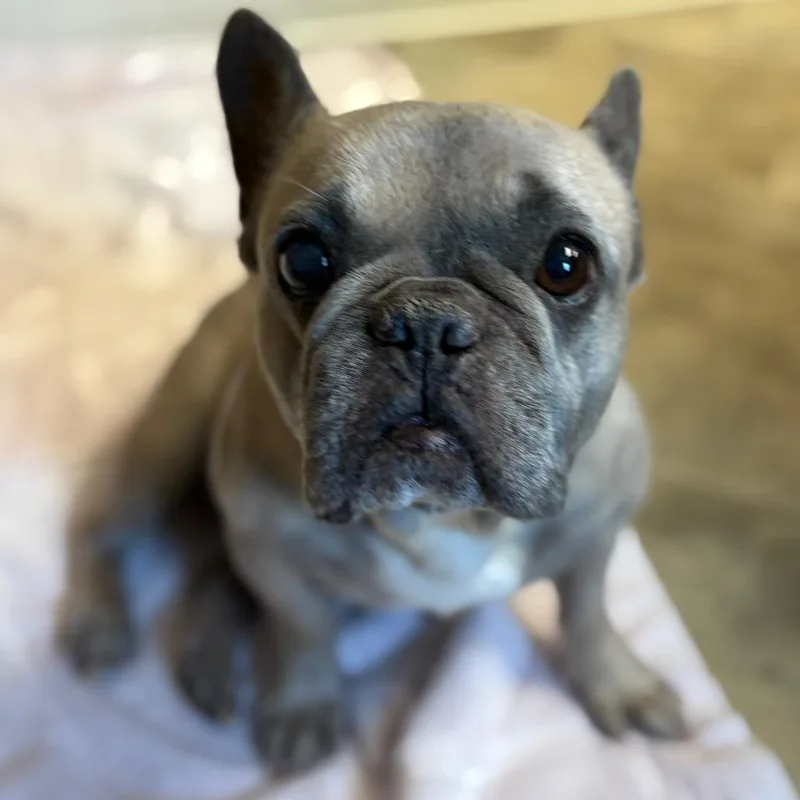 Sandra Dee thumbnail 5