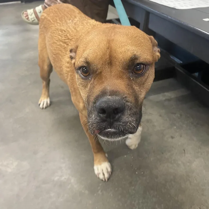 An adult medium-sized female Brown / Chocolate Terrier dog named Sly for adoption in Tampa, FL