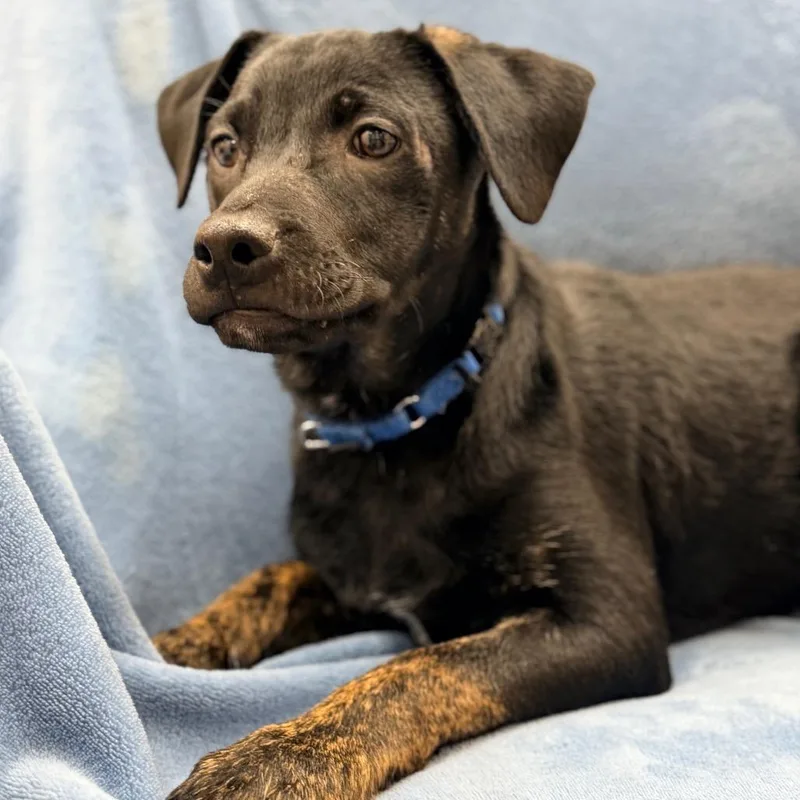 A baby medium-sized male Black Cattle Dog dog named Aquaman for adoption in Champaign, IL