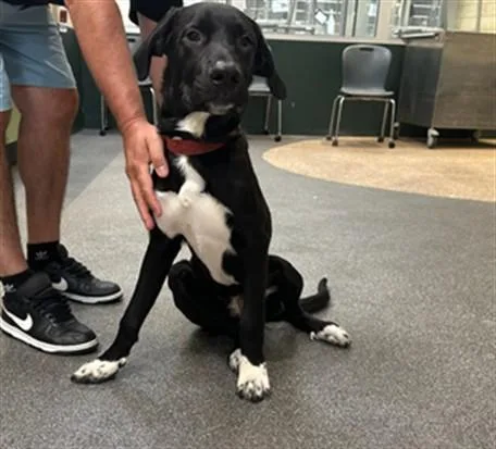 A young large-sized male Labrador Retriever dog named Logan for adoption in Los Angeles, CA