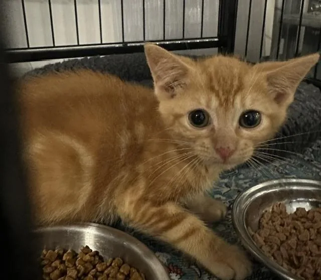 A baby medium-sized male Tabby (Orange / Red) Domestic Short Hair cat named Gingersnap for adoption in Emerald Isle, NC
