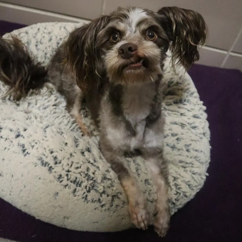 An adult small-sized male Brown / Chocolate Mixed Breed dog named Harry for adoption in Waukesha, WI