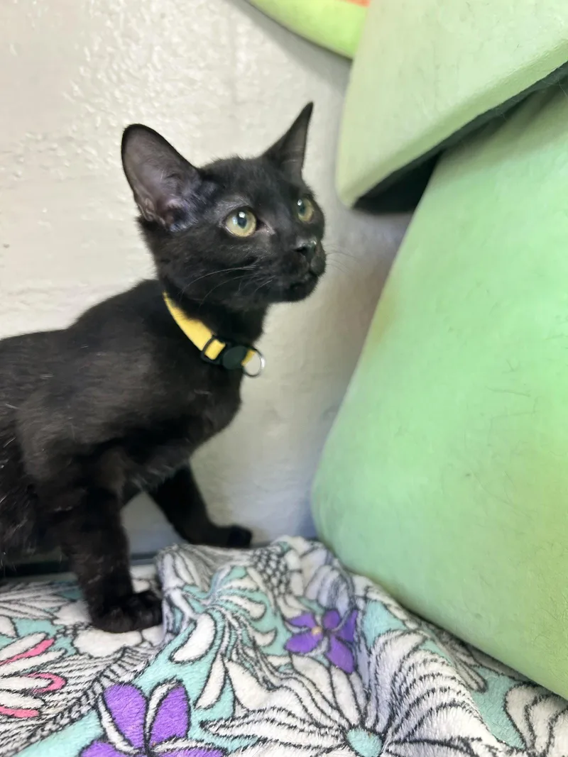 A young medium-sized female Black Domestic Short Hair cat named Kuro for adoption in Locust Grove, GA