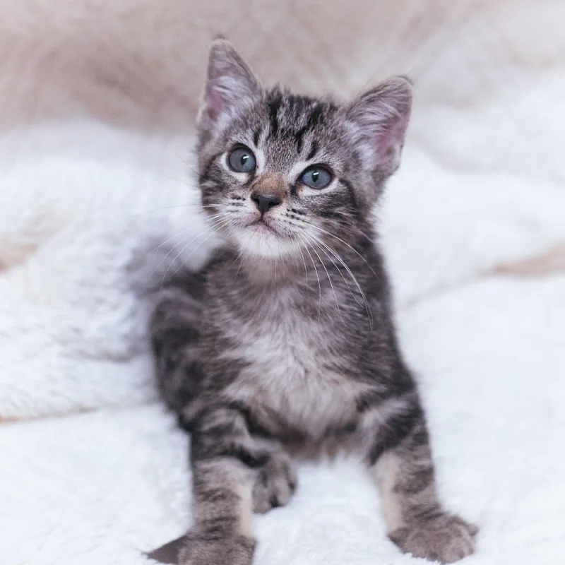 A young small-sized male Black Domestic Short Hair cat named Dexter for adoption in Ponte Vedra, FL