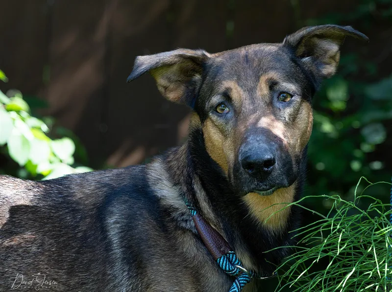 An adult large-sized female Brindle German Shepherd Dog dog named Aiko for adoption in Anchorage, AK