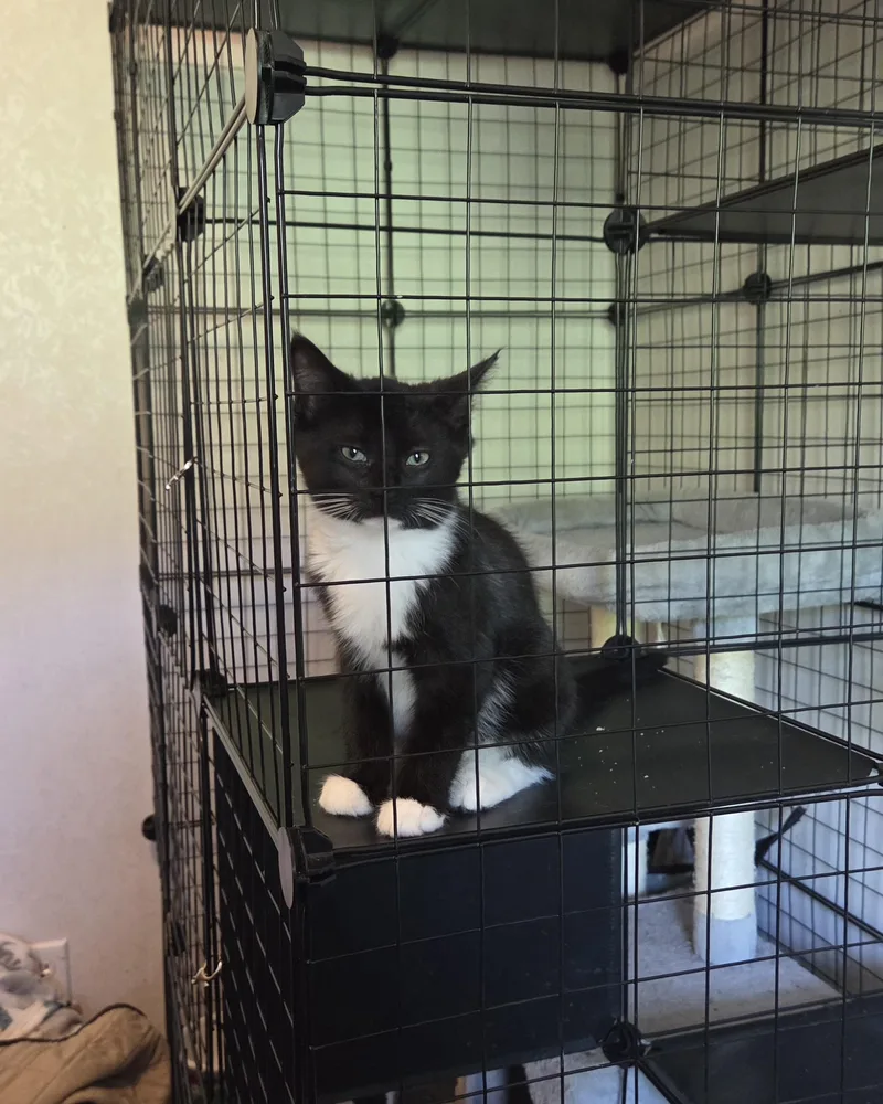 A baby medium-sized female Black & White / Tuxedo Tuxedo cat named Meadow for adoption in Avondale, PA