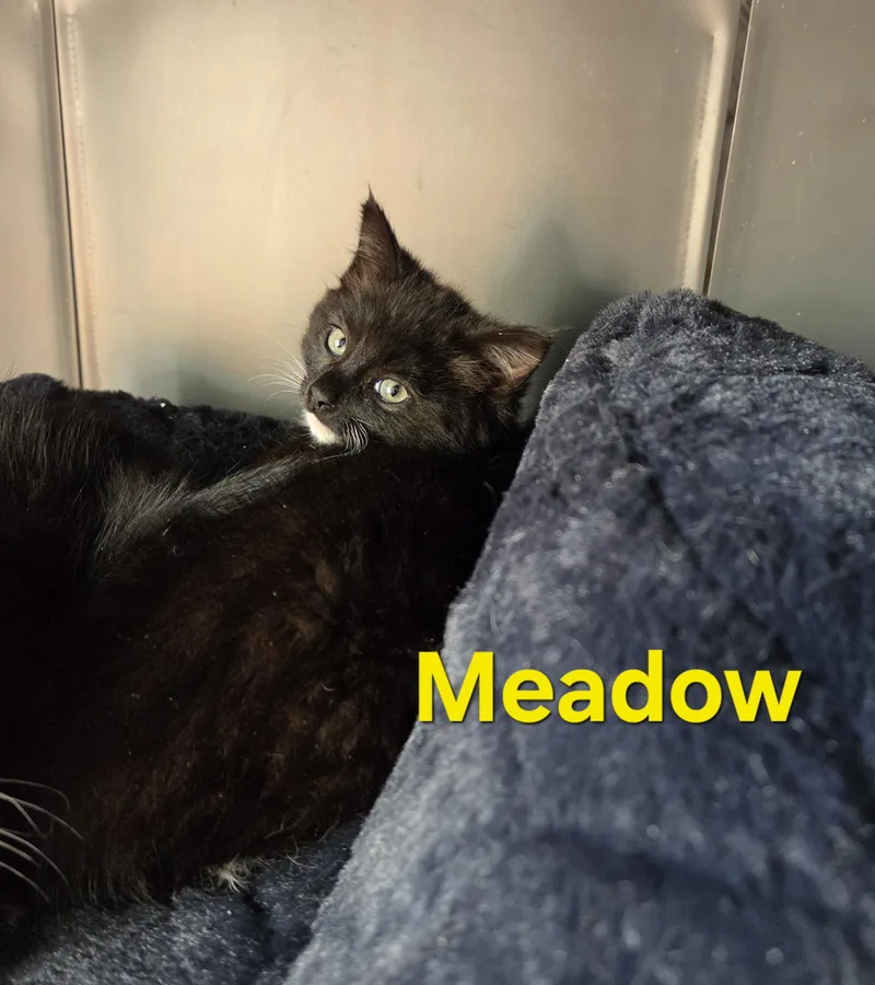 Meadow thumbnail 2