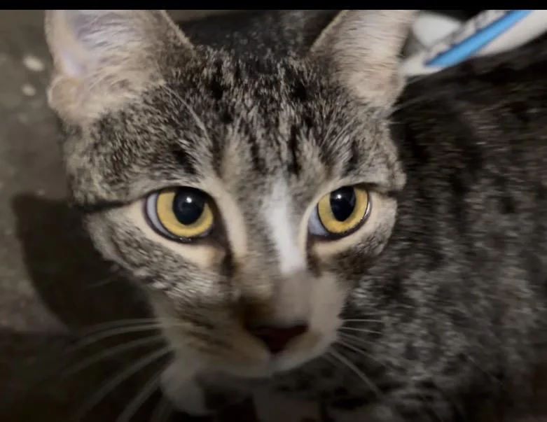 An adult medium-sized female Tabby (Gray / Blue / Silver) Tabby cat named Florence for adoption in Cincinnati, OH