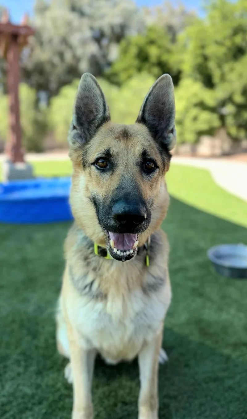 An adult medium-sized male German Shepherd Dog dog named Bernard for adoption in Newport Beach, CA