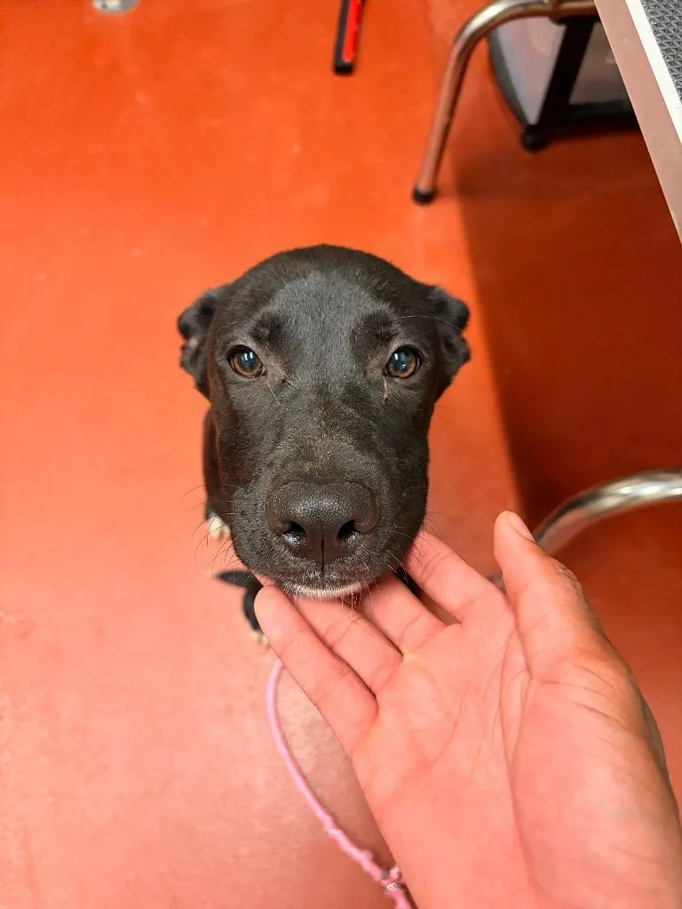 A baby medium-sized male Mixed Breed dog named Unna for adoption in Douglasville, GA