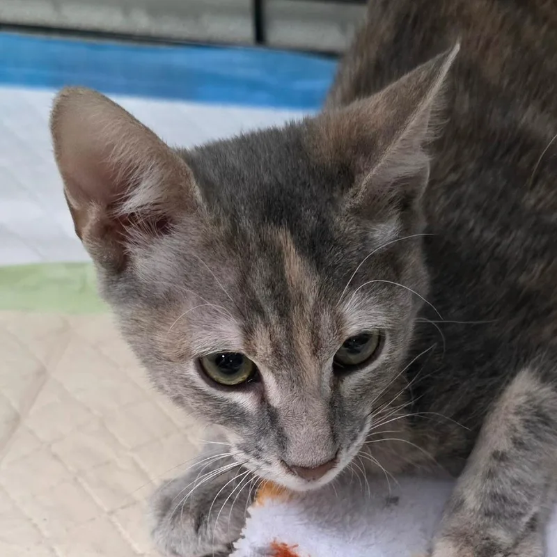 A baby small-sized female Gray / Blue / Silver Domestic Short Hair cat named Chupa for adoption in Williston, FL
