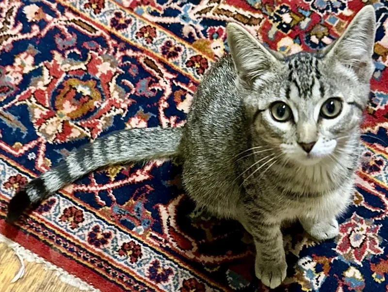 Stella