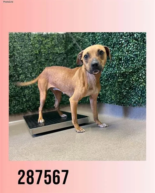 An adult medium-sized female American Bulldog dog named Brook for adoption in Macon, GA