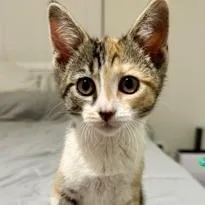 A young small-sized female Calico Domestic Short Hair cat named Cleo for adoption in Los Angeles, CA