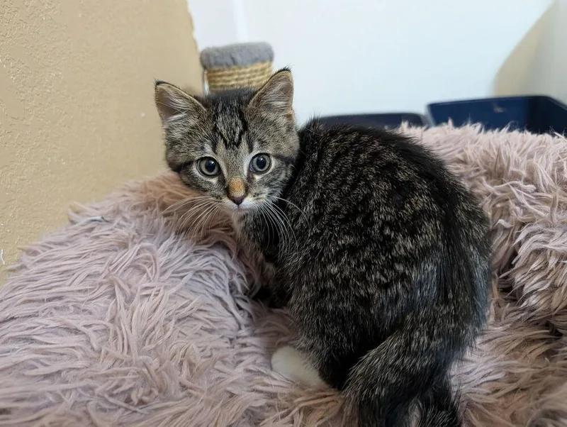 Mia