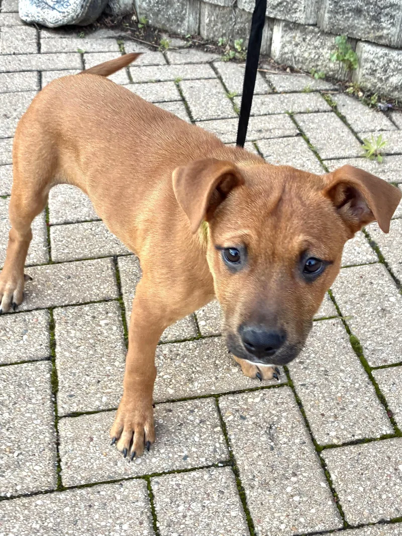 Vick