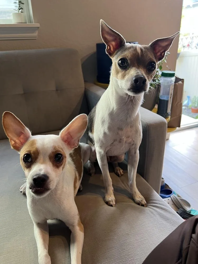 An adult small-sized male Chihuahua dog named Billy for adoption in Aurora, CO