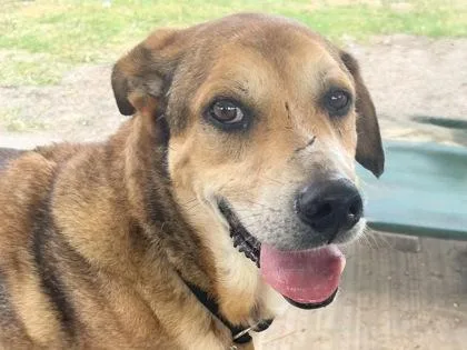 An adult large-sized male Red / Chestnut / Orange Mixed Breed dog named Dr Pepper for adoption in Georgetown, TX